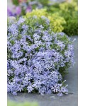 Кущ Phlox subulata Fabulous Blue Violet крупним планом